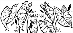 Caladium tuber cultivation instructions