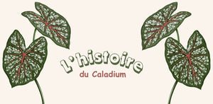 The history of Caladium