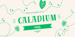 FAQ spécial Caladium