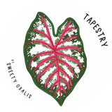 Tubercule de Caladium Tapestry