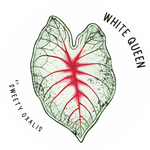 Sticker White Queen