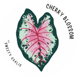 Sticker Cherry Blossom