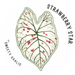 Tubercule de Caladium Strawberry Star