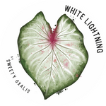 Tubercule de Caladium White Lightning