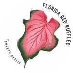 Tuber of Caladium Florida Red Ruffles