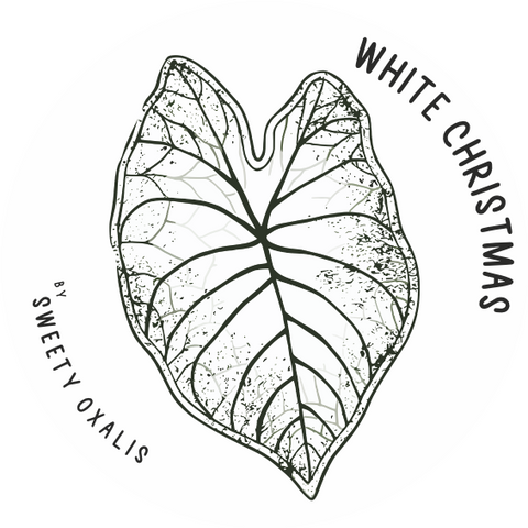 Caladium Bulbs