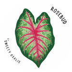 Sticker Rosebud