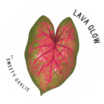 Tubercule de Caladium Lava Glow