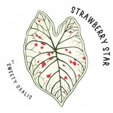 Strawberry Star Sticker