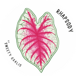 Tubercule de Caladium Rhapsody