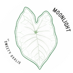 Caladium Moonlight Knolle