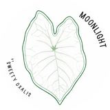 Caladium Moonlight tuber