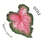 Caladium Sizzle Tuber