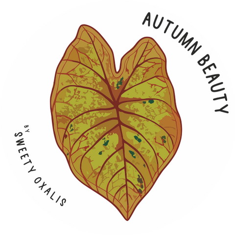 Tubercule de Caladium Autumn Beauty