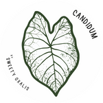 Caladium Candidum Senior Knolle