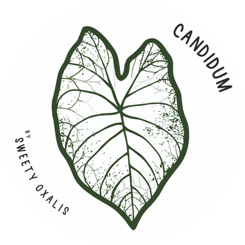 Tuber of Caladium Candidum Senior