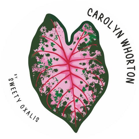 Tubercule de Caladium Carolyn Whorton