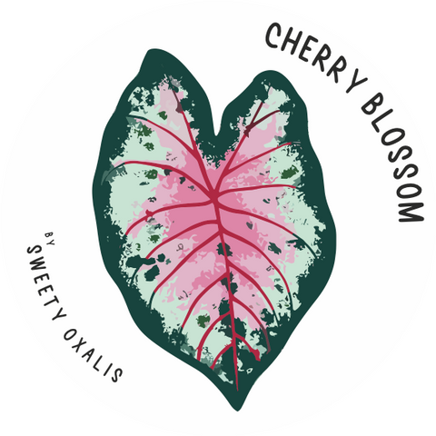 Tubercule de Caladium Cherry Blossom