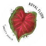 Tubercule de Caladium Royal Flush