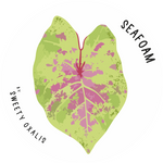 Tubercule de Caladium Sea Foam Pink