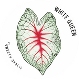 Caladium White Queen Knolle