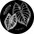 Caladium Collection